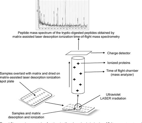 Advances in automated techniques to identify Acinetobacter .